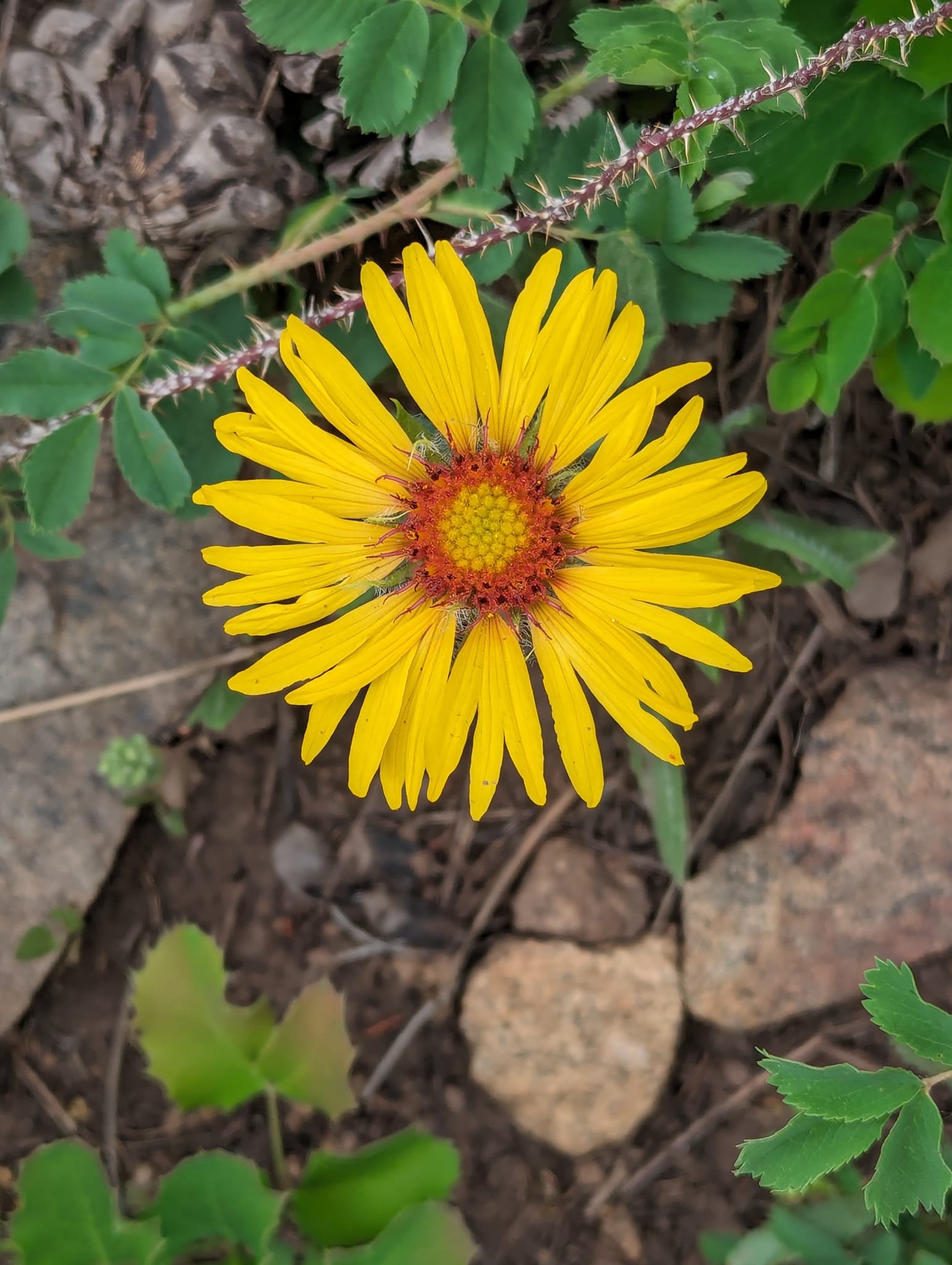 Yellow Leopards flower